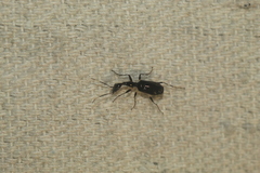 Colliuris caymanensis