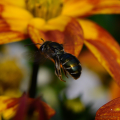 Lipotriches australica