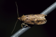 Atomotricha isogama