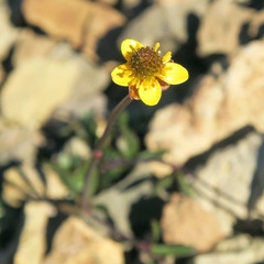 Ranunculus gelidus
