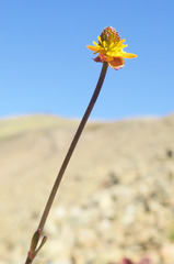 Ranunculus gelidus