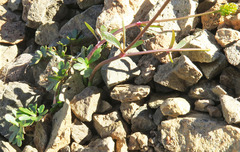 Ranunculus gelidus