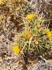 Carlina graeca