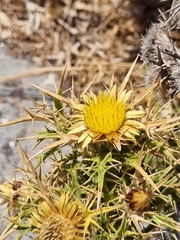 Carlina graeca