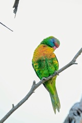 Psittaculidae