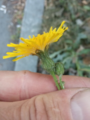 Sonchus arvensis