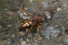 Sphecius