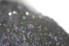 Ascobolus hawaiiensis