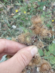 Arctium minus