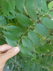 Ulmus pumila