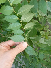 Ulmus pumila