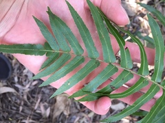 Telmatoblechnum indicum