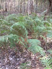 Telmatoblechnum indicum