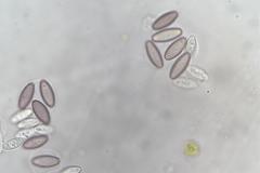 Ascobolus hawaiiensis