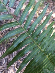 Telmatoblechnum indicum