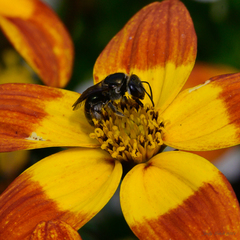 Lipotriches australica