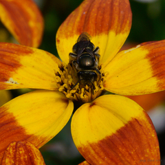 Lipotriches australica