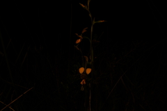 Diuris unica