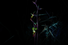 Diuris unica