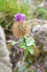Centaurea pectinata