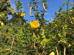 Senna pendula glabrata