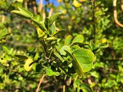 Senna pendula glabrata