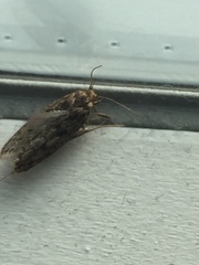 Hofmannophila