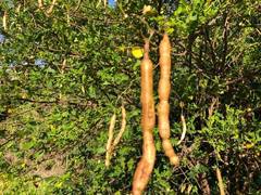 Senna pendula glabrata