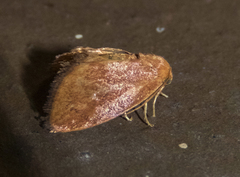 Heterogenea shurtleffi