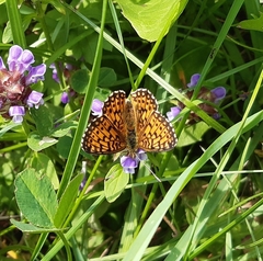 Boloria selene