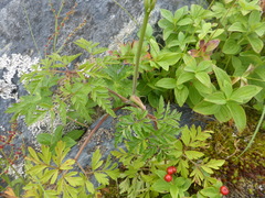 Conioselinum