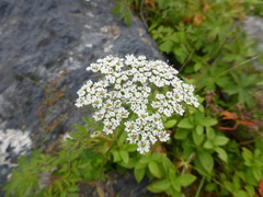 Conioselinum