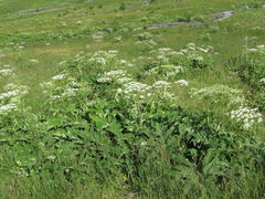 Heracleum asperum