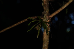 Sarcochilus dilatatus