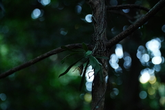 Sarcochilus dilatatus