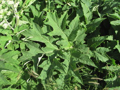 Heracleum asperum