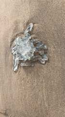 Dactyliophorae