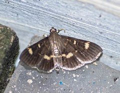 Herpetogramma luctuosalis