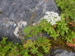 Conioselinum