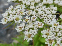Conioselinum
