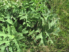 Heracleum asperum