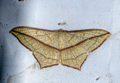 Timandra correspondens