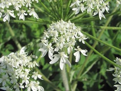 Heracleum asperum