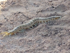Scolopendra morsitans