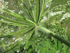 Heracleum asperum