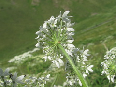 Heracleum asperum