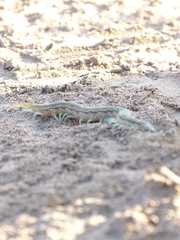 Scolopendra morsitans