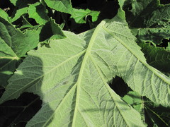 Heracleum asperum