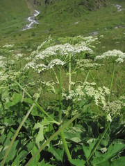 Heracleum asperum