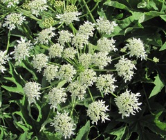 Heracleum asperum